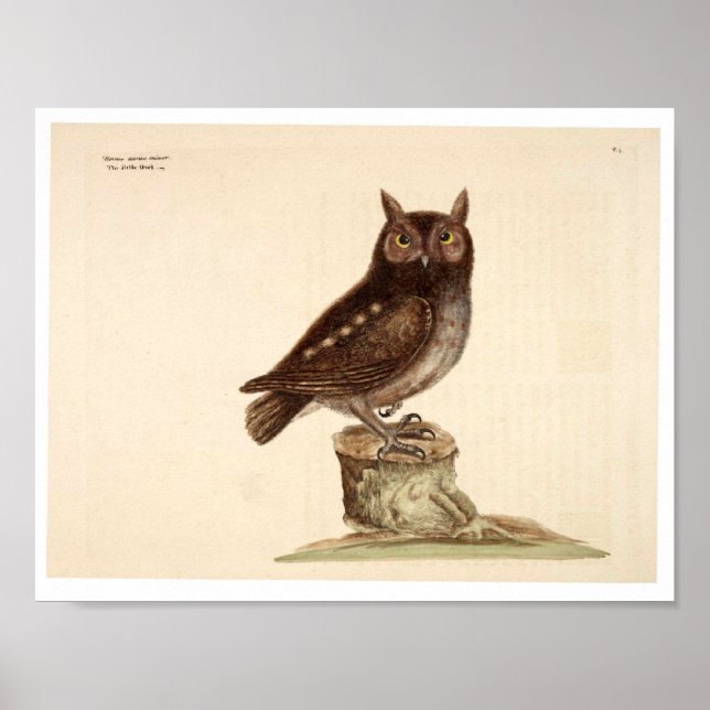 Póster Vintage Animal Poster - Owl (Frente)