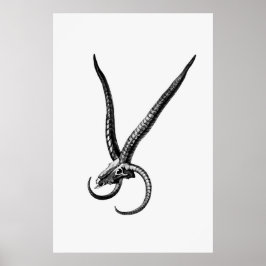 Póster Vintage Animal Skull