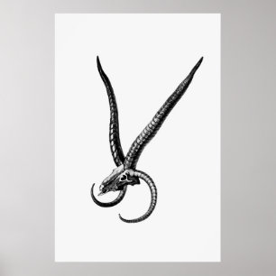 Póster Vintage Animal Skull