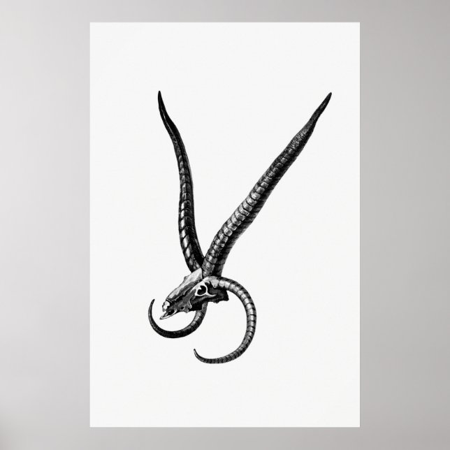 Póster Vintage Animal Skull (Frente)