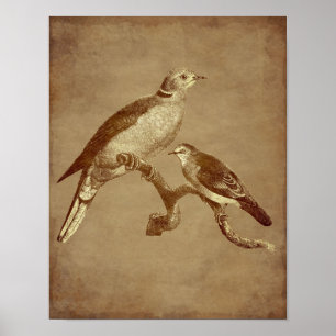 Póster Vintage Art Doves Bird Aged Aspecto Animal Art