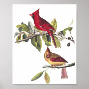 Póster Vintage Audubon Northern Cardinal Painting