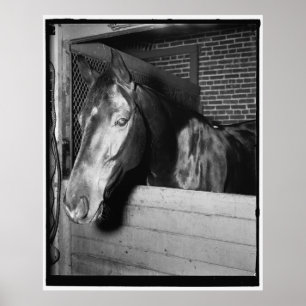 Póster Vintage Billy the Horse