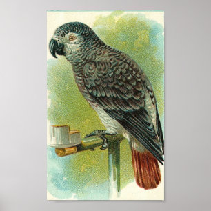 Póster Vintage Bird