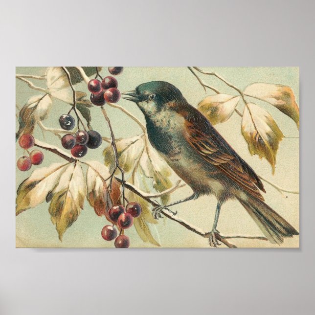 Póster Vintage Bird and Berries (Frente)