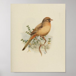 Póster Vintage Bird Brown Print