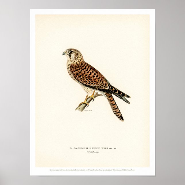 Póster Vintage Bird Poster - Common Kestrel Falcon (Frente)