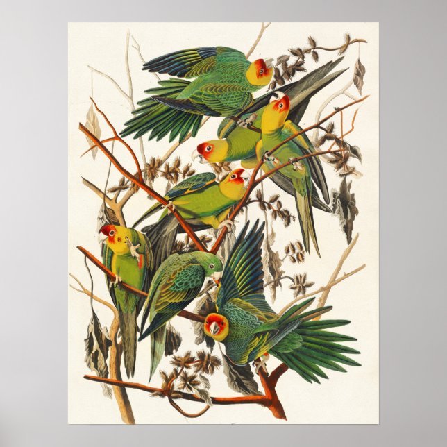Póster Vintage Bird Poster Wall Art - Carolina Parrot (Frente)