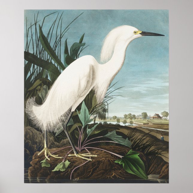 Póster Vintage Bird Poster Wall Art - Egret Blanco (Frente)