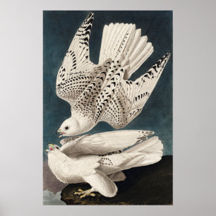 Póster Vintage Bird Poster Wall Art-Islandia Jer Falcon