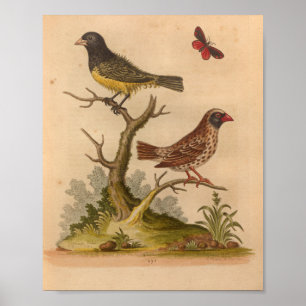 Póster Vintage Bird Yellow Red Print