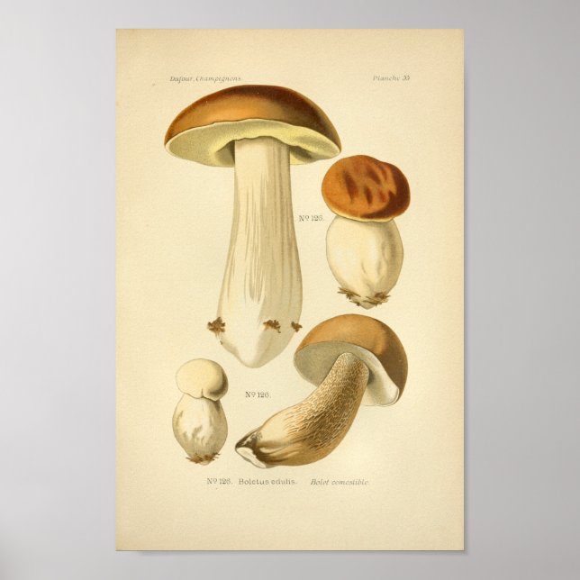 Póster Vintage Boletus Brown Mushrooms Art Print French (Frente)
