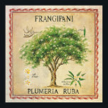 Póster Vintage Botanica Plumeria Tree Art Deco<br><div class="desc">Impresión botánica vintage Plumeria Frangipani Tree Art Deco. Cuando esté enmarcado,  podrá disfrutar de una hermosa pared decorativa para su cocina o zona de comedor.</div>