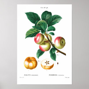 PÓSTER VINTAGE BOTANICAL APPLES REDOUTÉ POSTER