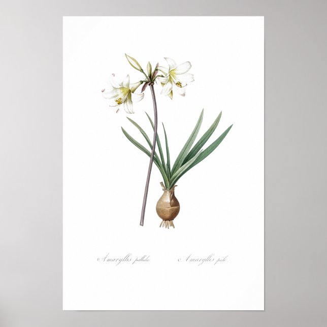 PÓSTER VINTAGE BOTANICAL BELLADONNA LILY POSTER (Frente)