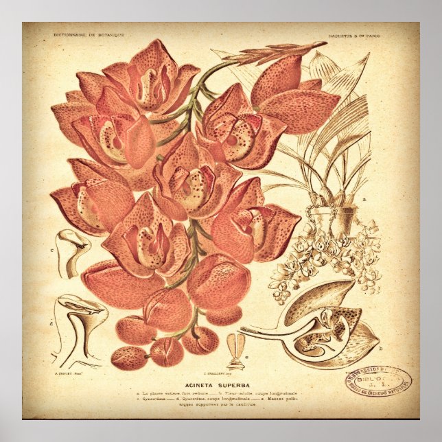 Póster Vintage Botanical Canvas. (Frente)