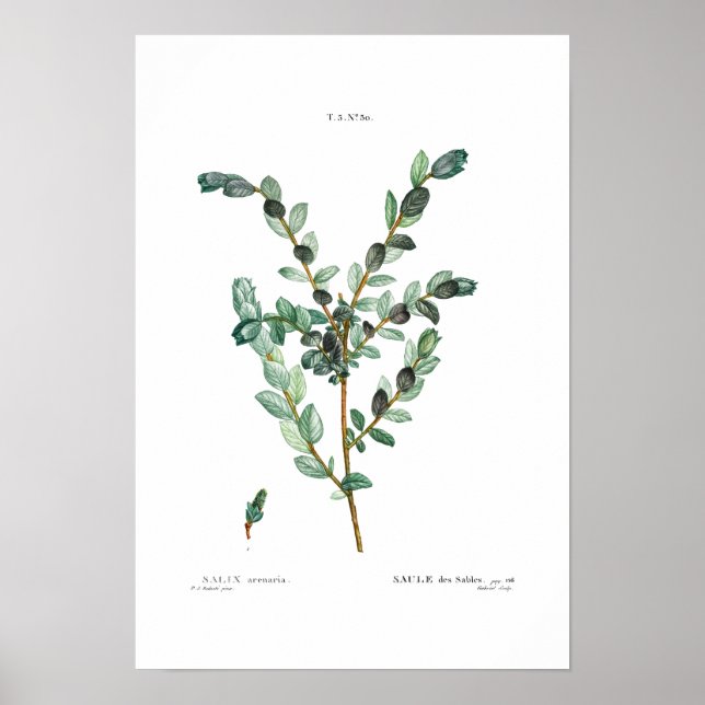 PÓSTER VINTAGE BOTANICAL "CREEPING WILLOW" REDOUTÉ (Frente)