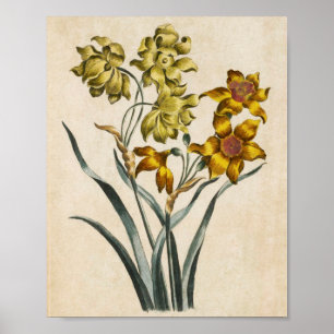 Póster Vintage Botanical Floral Jonquil Print