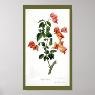 Póster Vintage Botanical-Flower Bouganville