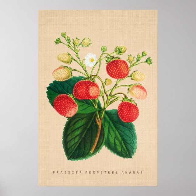 Póster Vintage Botanical - Fraisier Perpetual Ananas (Frente)