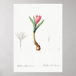 Póster Vintage Botanical Illustration
