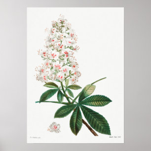 Póster Vintage Botanical Illustration