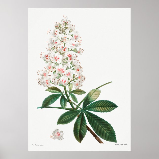 Póster Vintage Botanical Illustration (Frente)