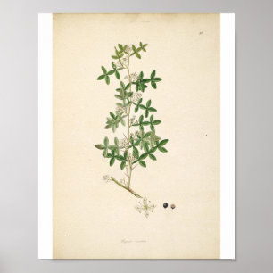Póster Vintage Botanical Illustration Floral Art