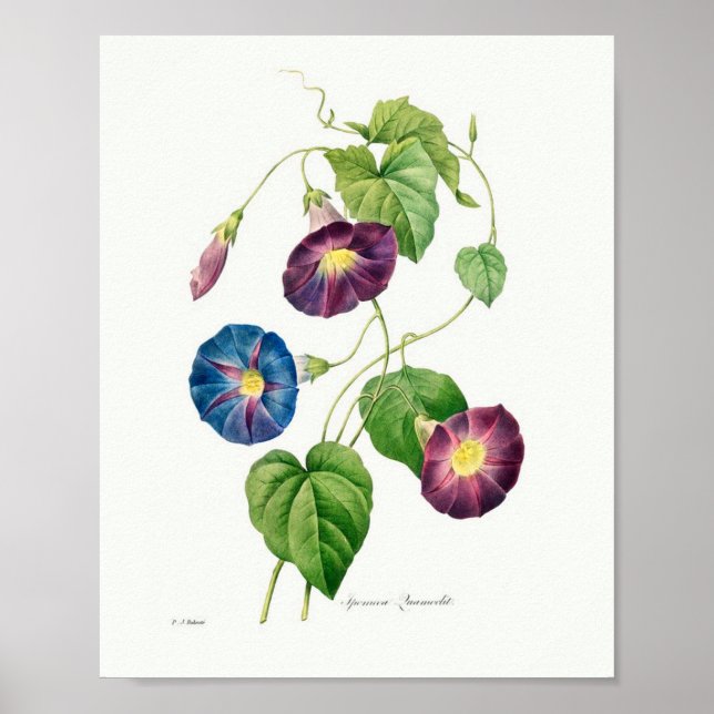 Póster Vintage Botanical Illustration Morning Glory (Frente)
