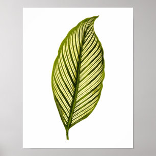 Póster Vintage Botanical Leaf Print