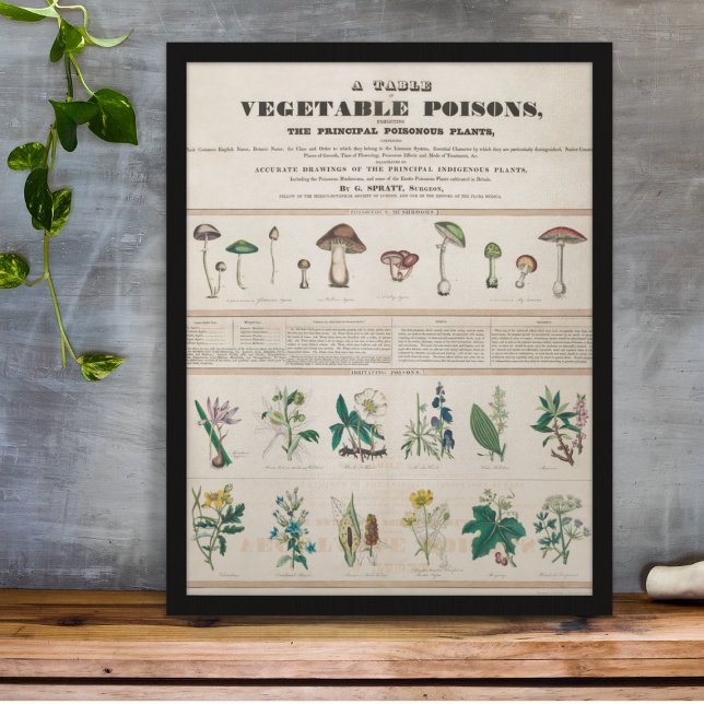 Póster Vintage Botanical Poisonous Plants Educational (Subido por el creador)