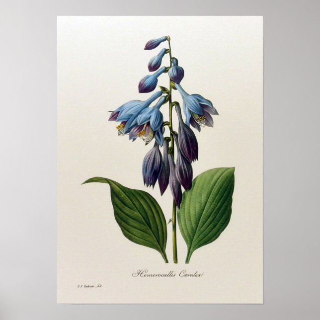 Póster Vintage Botanical Poster (Frente)