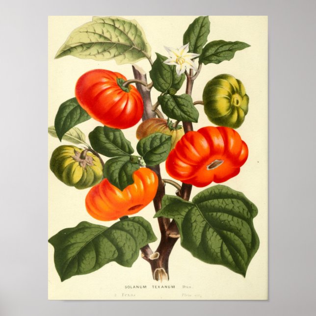 Póster Vintage Botanical Poster - Tomato (Frente)