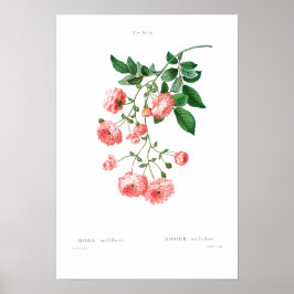 PÓSTER VINTAGE BOTANICAL RAMBLER ROSE POSTER