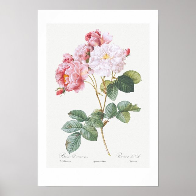 PÓSTER VINTAGE BOTANICAL "ROSEBUSH" REDOUTÉ POSTER (Frente)