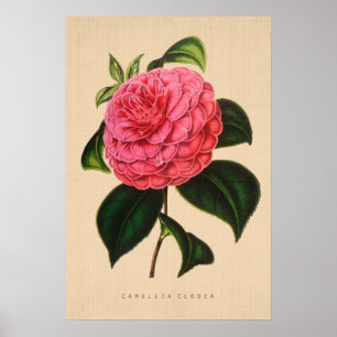 Póster Vintage botánico - camelia Clodia