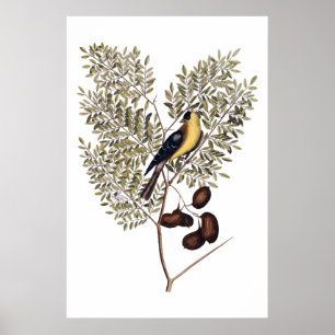 Póster Vintage botánico con el pájaro amarillo