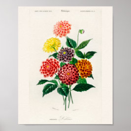Póster vintage botánico de dalia roja