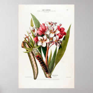 Póster Vintage Botánico Frangipani Flore D Amerique