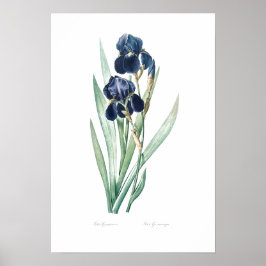 PÓSTER VINTAGE BOTÁNICO "IRIS ALEMÁN" REDOUTÉ POSTER
