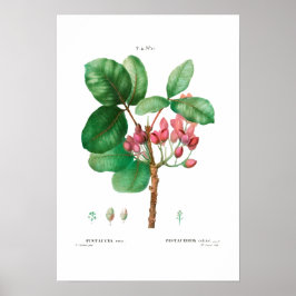 PÓSTER VINTAGE BOTÁNICO "PISTACHIO" REDOUTÉ