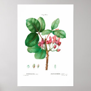 PÓSTER VINTAGE BOTÁNICO "PISTACHIO" REDOUTÉ