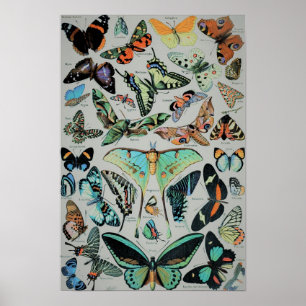 Póster Vintage Butterflies Print