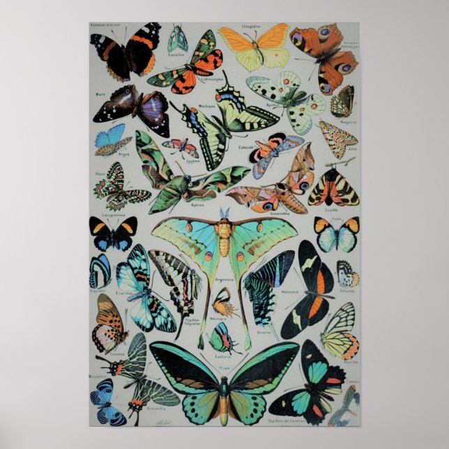 Póster Vintage Butterflies Print (Frente)