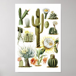 Póster Vintage Cactus Poster del Ilustracion botánico