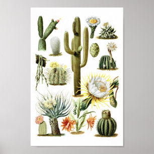 Póster Vintage Cactus Poster del Ilustracion botánico