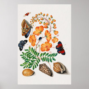 Póster Vintage Caesalpinoid Legume Ilustracion por