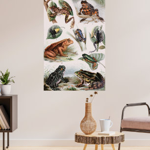 Póster Vintage catalog of frogs Poster