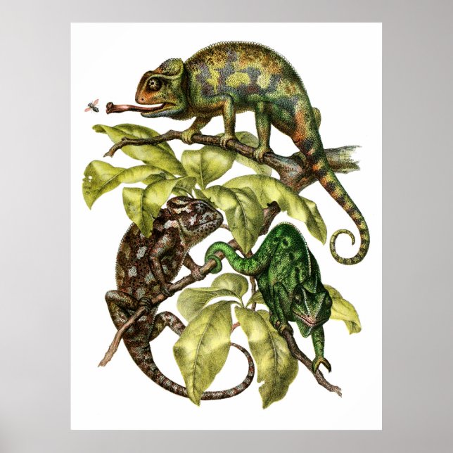Póster Vintage Chameleon Lizard (Frente)
