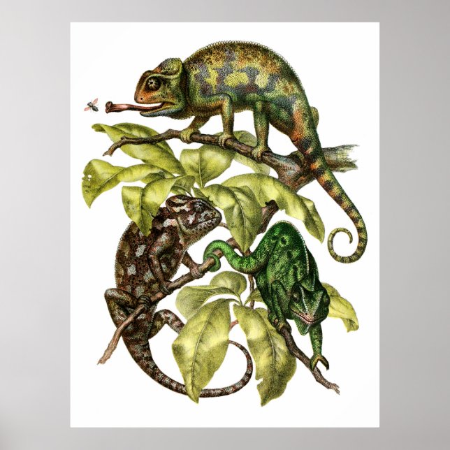 Póster Vintage Chameleon Lizard (Frente)